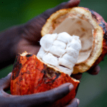 A importância do chocolate para São Tomé e Príncipe